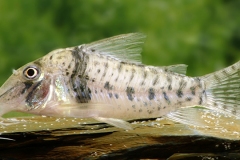 Corydoras orecsi