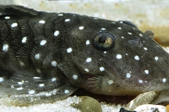 L-31 parancistrus nudiventris