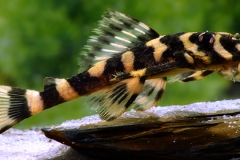 L168 zonancistrus brachyurus
