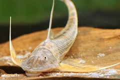 Lamontichthys filamentosus