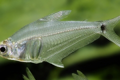 Protocheirodon leptagoniates pi