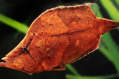 Monocirrhus polyacanthus