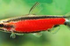 Nannostomus CENEPA SUPER RED