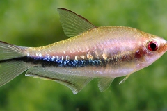 Nematobrycon lacortei