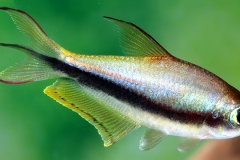 Nematobrycon palmeri