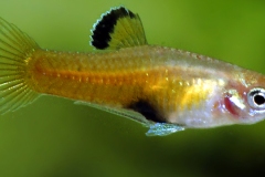 Phallichthys tico