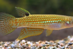 Aplocheilus blockii