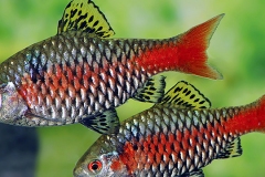 Pethia padamya