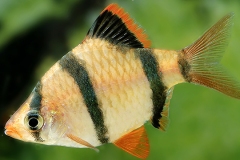 Puntigrus anchisporus