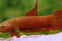 Betta rutilans