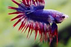 Betta splendens crowntail thaiflag