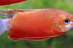 Colisa labiosa RUBY RED
