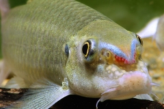 Garra sp redtail