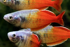 Melanotaenia boesemani RED