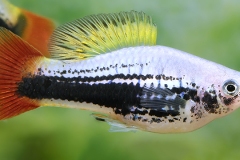 Xiphophorus variatus GERMAN POND BRED