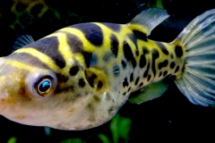 Dichotomyctere fluviatilis