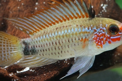 Apistogramma eremnopyge