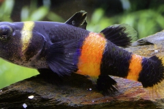 Brachygobius doriae