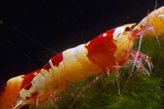Neocaridina redcrystal shrimp