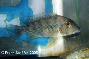 Geophagus crassilabris