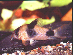 Corydoras weitzmani