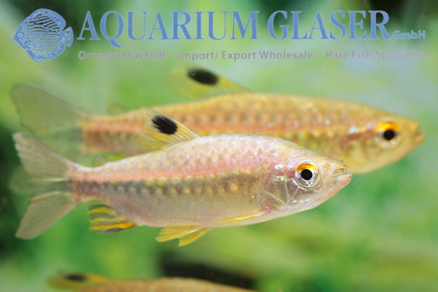 Arnoldichthys spilopterus Aquarium Glaser GmbH