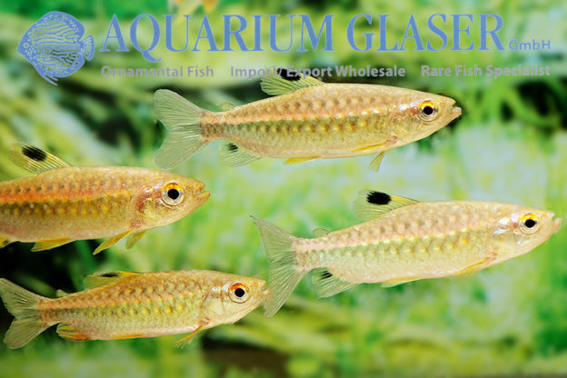 Arnoldichthys spilopterus Aquarium Glaser GmbH