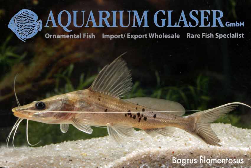 Bagrus filamentosus Aquarium Glaser GmbH