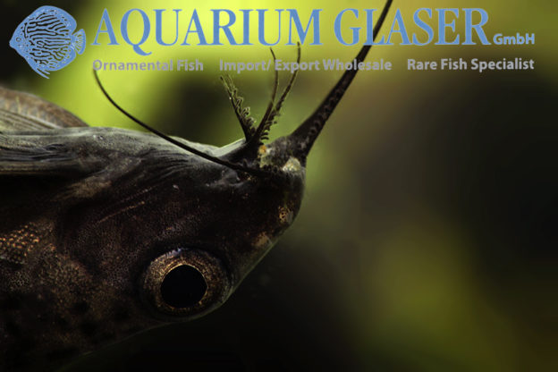 Synodontis batensoda Aquarium Glaser GmbH