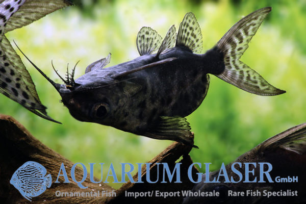 Synodontis batensoda Aquarium Glaser GmbH