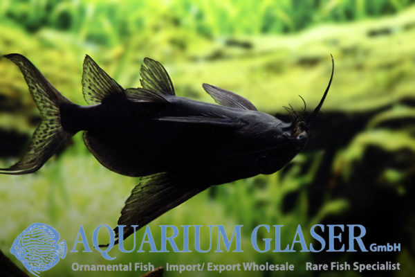 Synodontis batensoda Aquarium Glaser GmbH