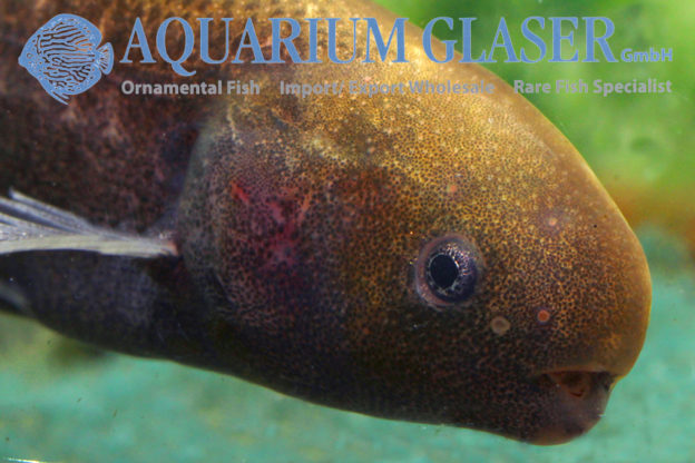 Brienomyrus brachyistius Aquarium Glaser GmbH