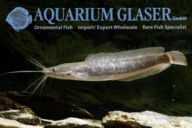 Clarias gariepinus Aquarium Glaser GmbH