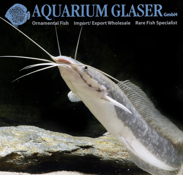 Kiemensackwels Aquarium Glaser GmbH