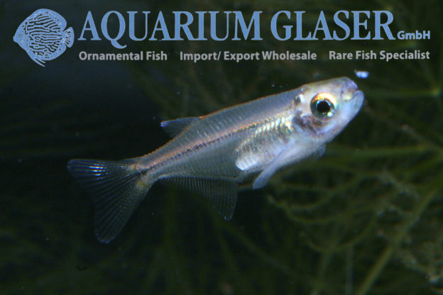 Denticeps clupeoides Aquarium Glaser GmbH