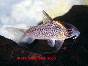 Corydoras sp. aff. kanei