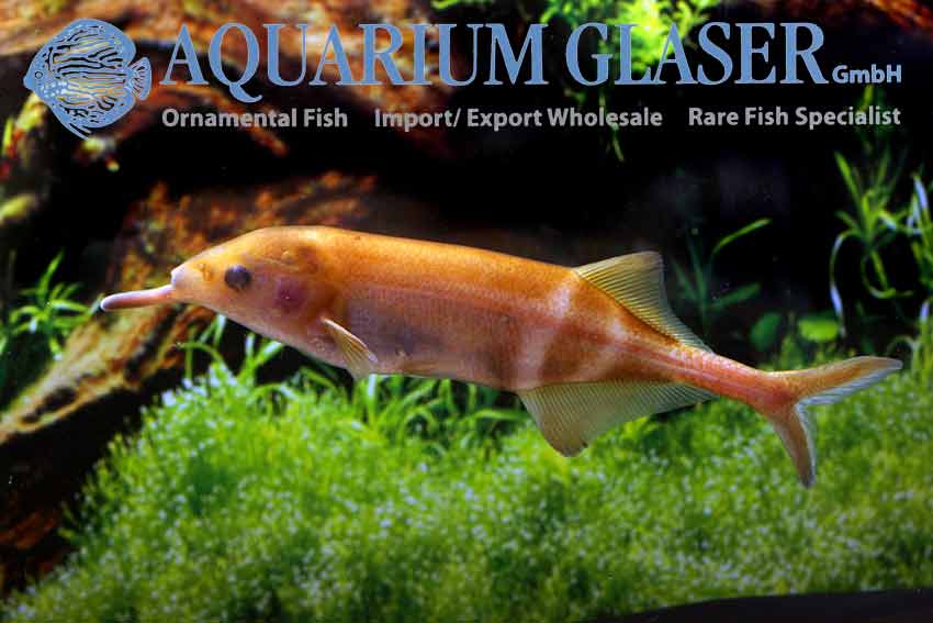 Elephant nose fish discount