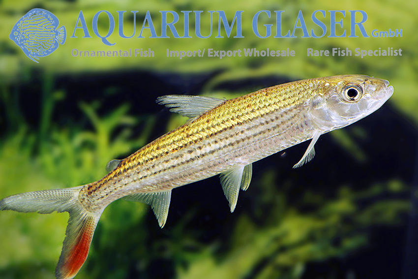 wolf tetra - Aquarium Glaser GmbH wolf tetra - Aquarium Glaser GmbH