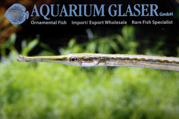 Microphis aculeatus Aquarium Glaser GmbH