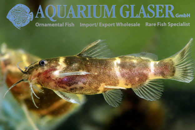 Microsynodontis batesii Aquarium Glaser GmbH