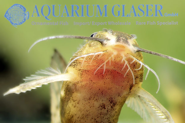 Microsynodontis batesii Aquarium Glaser GmbH