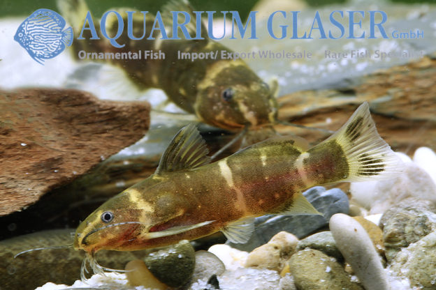 Microsynodontis batesii Aquarium Glaser GmbH