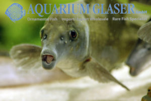 Mormyrus rume Aquarium Glaser GmbH