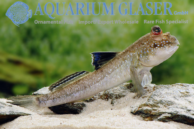 Periophthalmus barbarus Aquarium Glaser GmbH