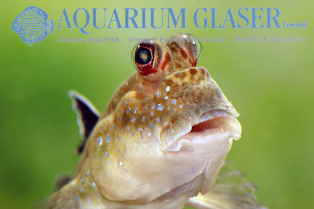Periophthalmus barbarus Aquarium Glaser GmbH