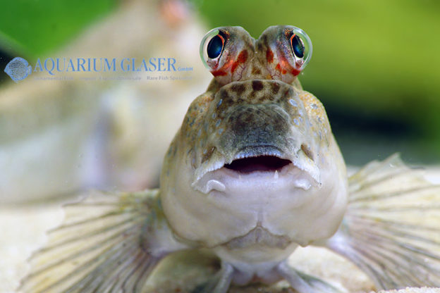 Periophthalmus barbarus Aquarium Glaser GmbH
