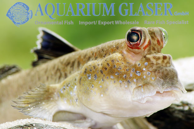 Periophthalmus barbarus Aquarium Glaser GmbH