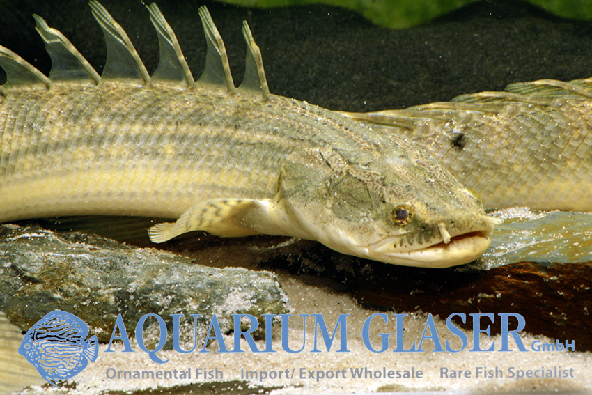 Specialized diet for Lapradei Polypterus