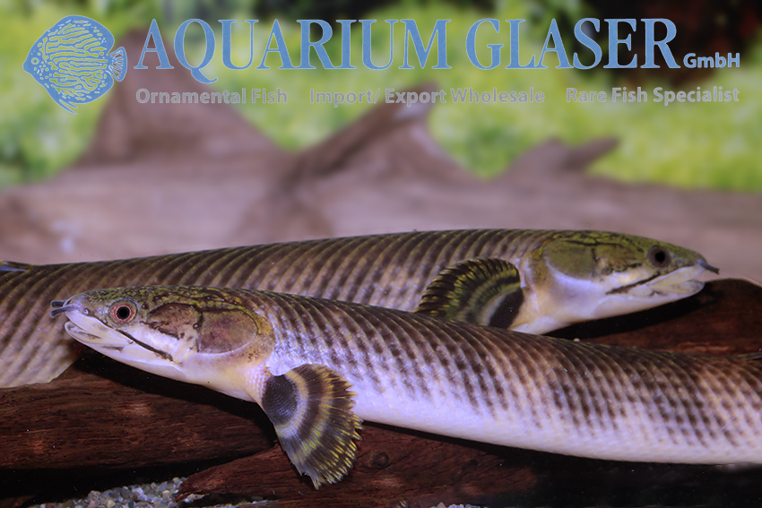 Mokele-mbembe Bichir / Polypterus Mokolembembe