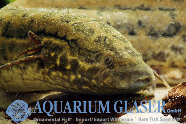 Protopterus annectens Nigeria Aquarium Glaser GmbH